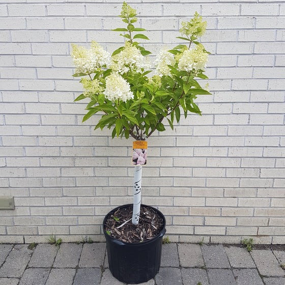Hardy Hydrangea 'Sweet Summer' (Hydrangea paniculata 'Bokrathirteen')