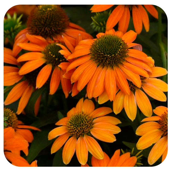 orange echinacea seeds Echinacea Artisan 'Soft Orange'