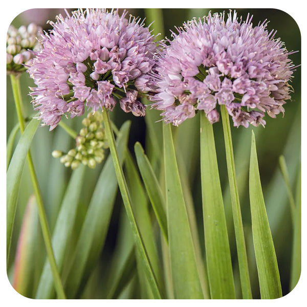 allium ☆ Allium 'Summer Peek-a-Boo' - Davenport Garden Centre