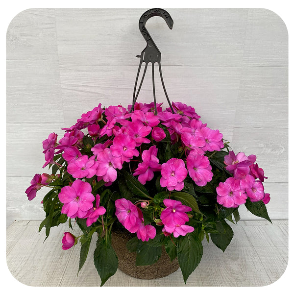 new guinea impatiens hanging plants New Guinea Impatiens Hanging Basket 12" - Pink