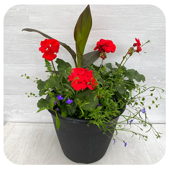 Sun arrangement round - Red Geranium with Blue lobelia and Canna Lily