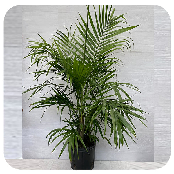 Majesty Palm (Ravenea Rivularis) - Davenport Garden Centre