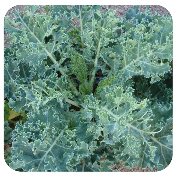 Kale Starbor Green (Organic)