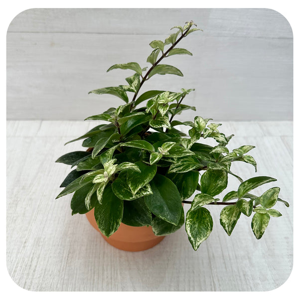 Lipstick (variegated) Davenport Garden Centre