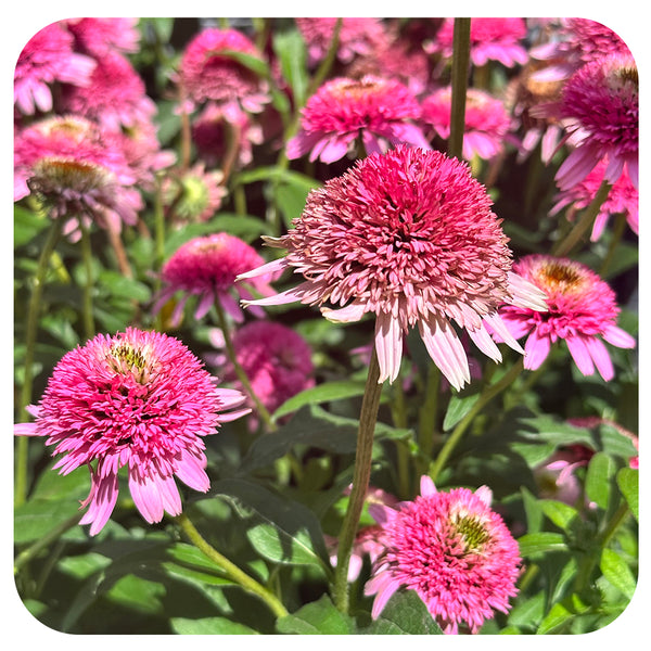 Coneflower 'Butterfly Kisses' ConeFections (Echinacea) Davenport