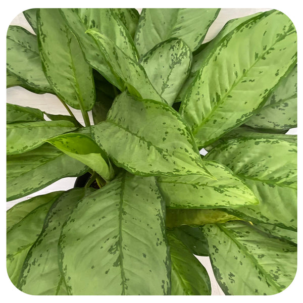 anthurium andraeanum black Black Anthurium (Flamingo Flower) Plant For Sale