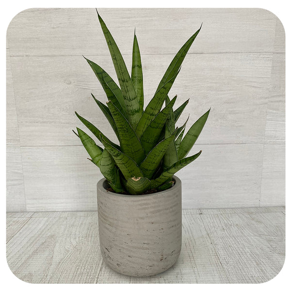 sansevieria tough lady Snake Plant 'Tough Lady' (Sansevieria)