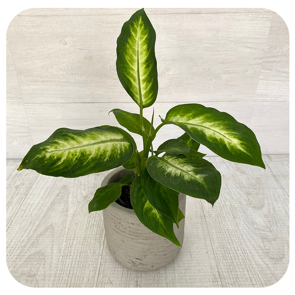 amille dieffenbachia camille Dieffenbachia 'Camille' (TOXIC for pets)