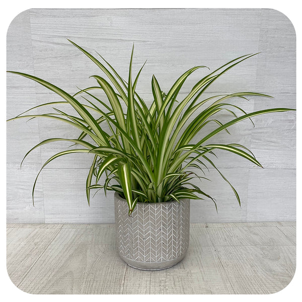 chlorophytum comosum mandaianum Spider Plant 'Maria' (Chlorophytum Comosum)