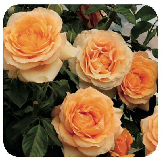 Golden Opportunity by Weeks Roses (Hybrid Tea Climbing Rose)