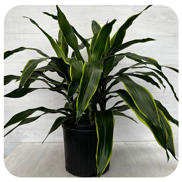 dracaena art Dracaena 'Art Carmen' Bush