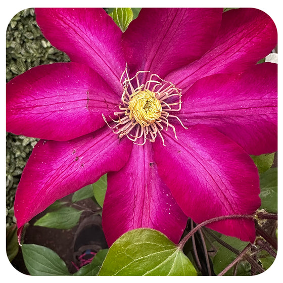 Clematis ‘Bourbon’ by Raymond Evison