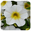 Calibrachoa (Mini-Petunia/ Million Bells)