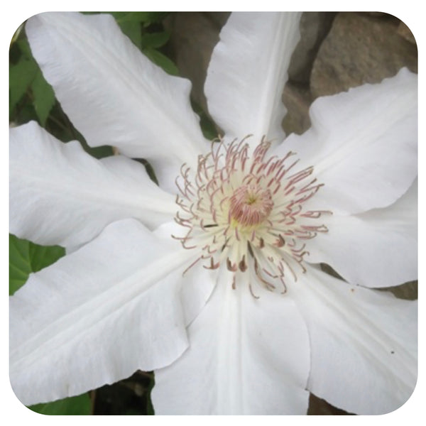 Clematis Hyde Hall - Davenport Garden Centre