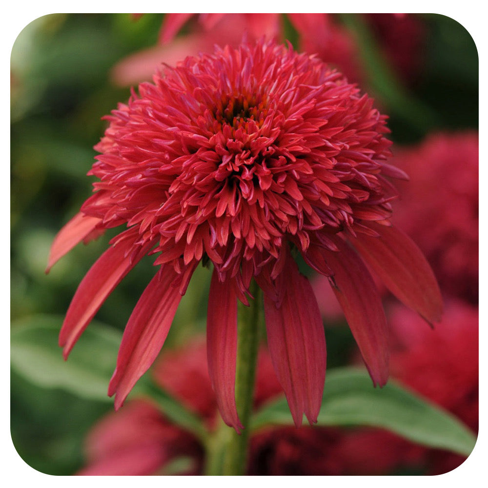 Echinacea 'Double Scoop Cranberry'