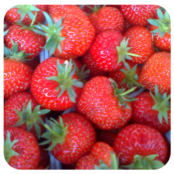 Strawberry Everbearing (Organic)