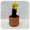 Cactus Moon Grafted