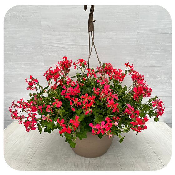 Ivy Geranium Hanging Basket - Mini Cascade Hot Pink/ Light Red 10"