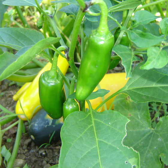 Jalapeno Pepper  (Vicki's Veggies Organic)