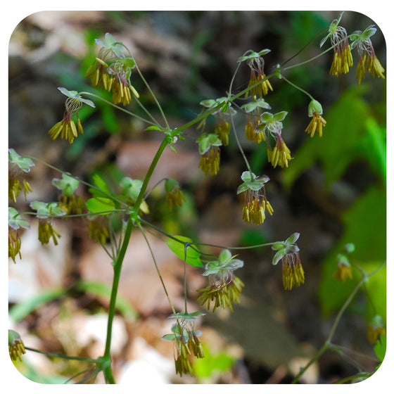 Early Meadow Rue / Thalictrum dioicum (NATIVE PERENNIAL)