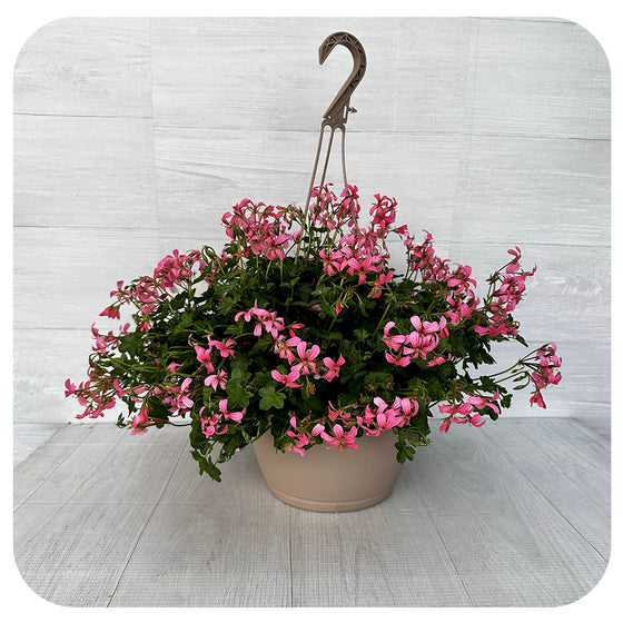 Ivy Geranium Hanging Basket - Mini Cascade Warm Pink 10"