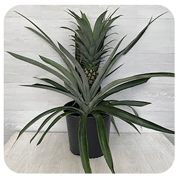 ikea pineapple plant Pineapple Plant