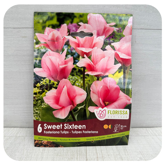 Tulip 'Sweet Sixteen'