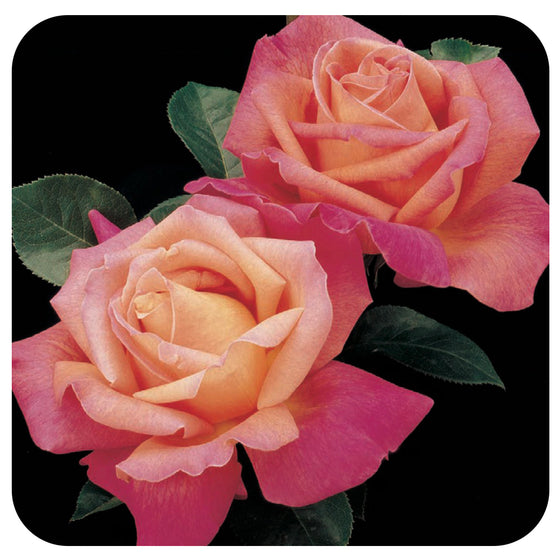Chicago Peace Rose by Weeks Roses (Hybrid Tea Rose)