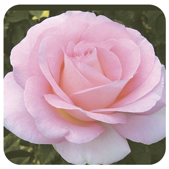 Falling in Love by Weeks Roses (Hybrid Tea Rose)