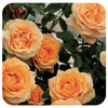 Golden Opportunity by Weeks Roses (Hybrid Tea Climbing Rose)