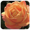 Strike It Rich by Weeks Roses (Grandiflora Rose)