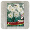 Daffodil 'Papillon Blanc'' (Narcissus)