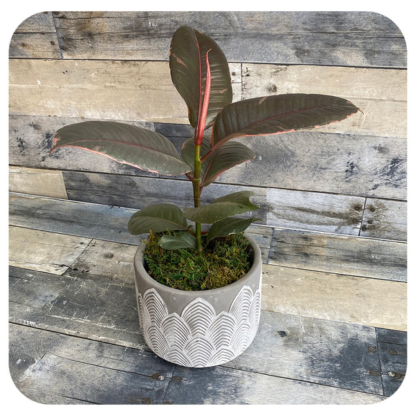 Rubber Plant "Ruby" (Ficus Elastica) Davenport Garden Centre