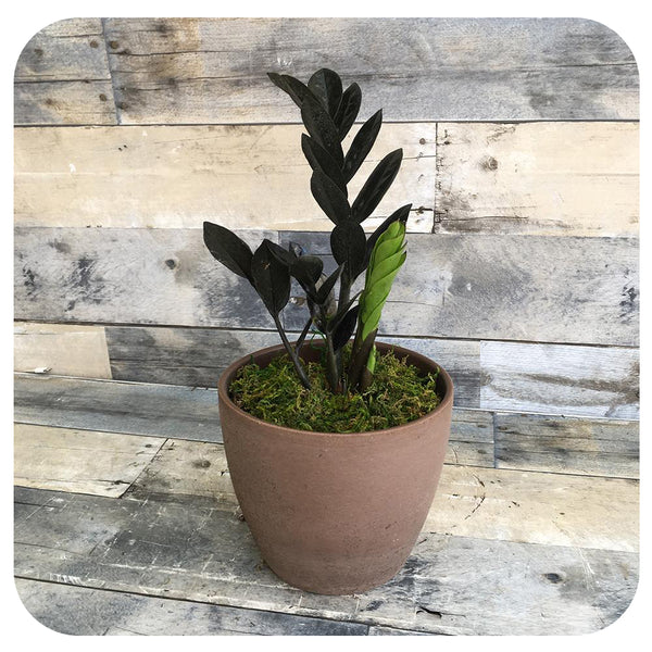 raven zz plant toronto ZZ 'Black Raven' (Zamioculcas Zamiifolia)