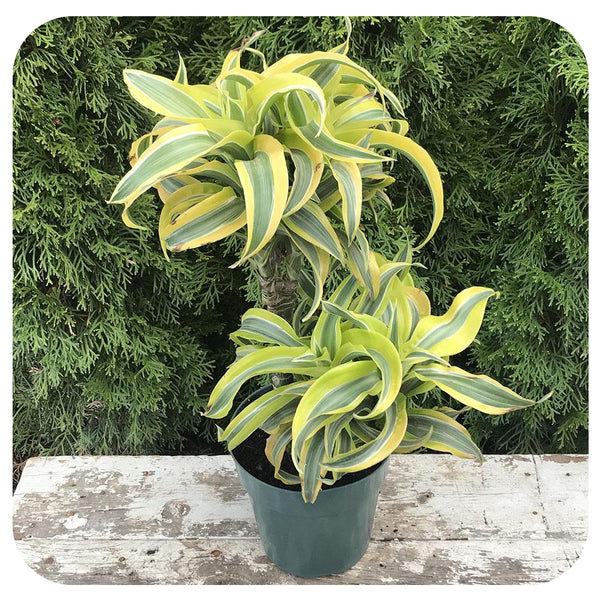 dracaena lemon surprise cats Dracaena Lemon Surprise Cane