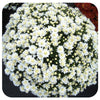 Chrysanthemum (Mums)