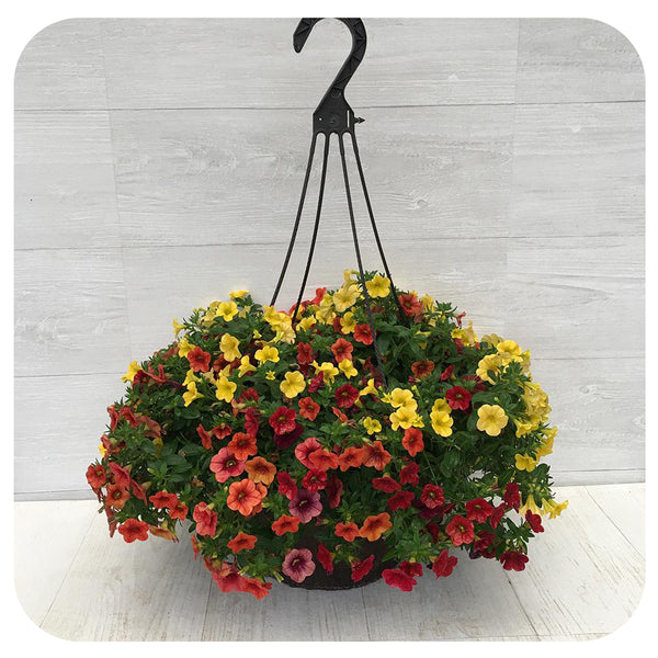 Hanging Basket Sun Calibrachoa Yellow and Orange Mix Davenport Garden Centre