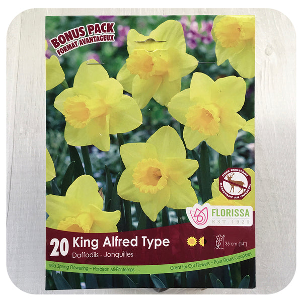 Daffodil 'King Alfred' (Narcissus) - Davenport Garden Centre