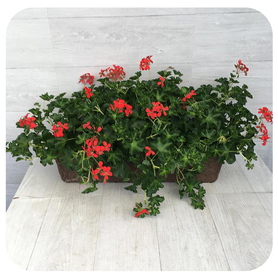 Window Box -Mini Cascade Ivy Geranium Red