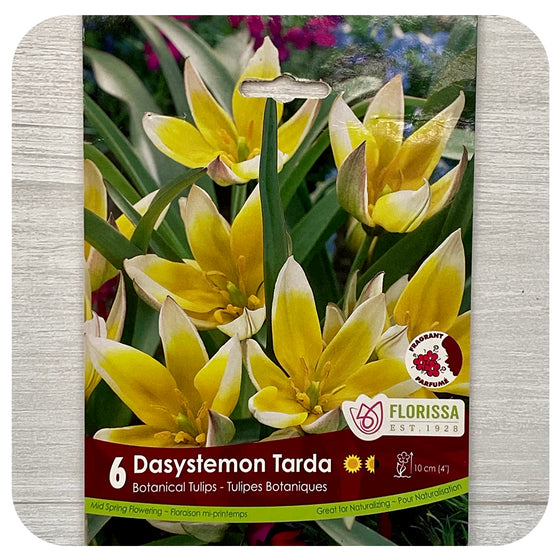 Tulip Dasystemon Tarda (Botanical Tulip)