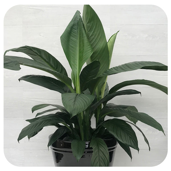 peace lily canada Peace Lily 'Sensation' (Spathiphyllum)