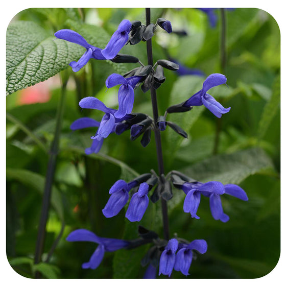 Salvia (Annual Variety)