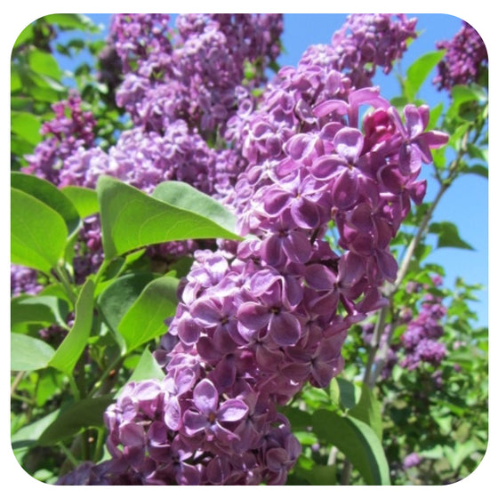 Common Lilac 'Agincourt Beauty' (Syringa vulgaris)