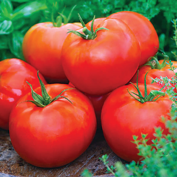 The Mighty Beefsteak Tomato! - Vince's Market - With 4 Locations