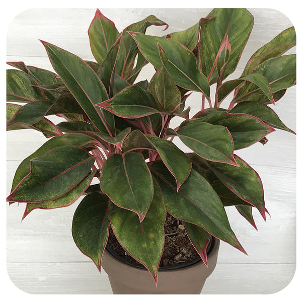 aglaonema creta stalks Aglaonema 'Creta' (Chinese Evergreen)