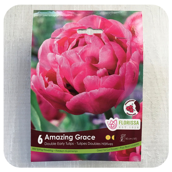 Tulip 'Amazing Grace'