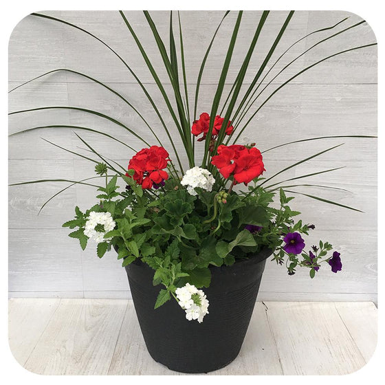 Sun arrangement round - Red and White Mix with Blue Lobelia