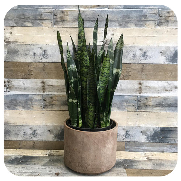 black jaguar snake plant Snake Plant 'Black Coral' (Sansevieria)