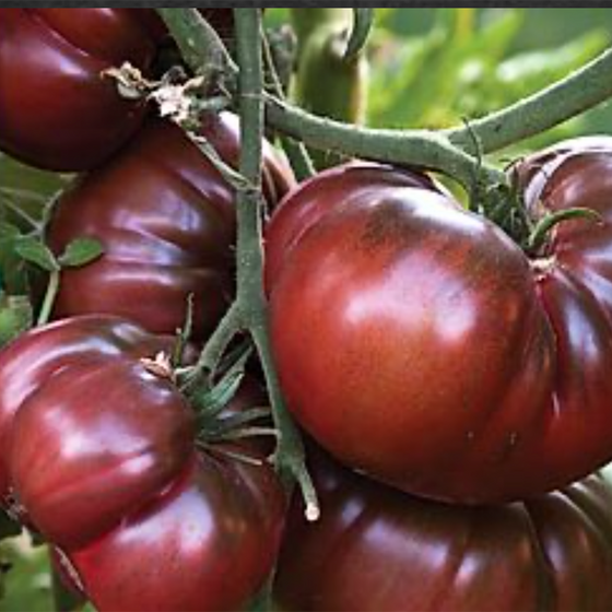 Black Krim Tomato (Vicki's Veggie Heirloom Organic)