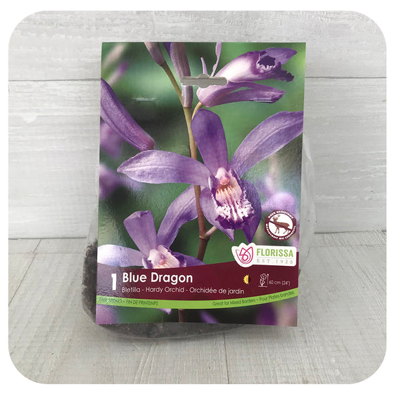 Hardy Orchid - Bletilla Blue Dragon